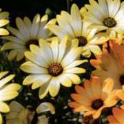 ヒメ日記 2025/02/21 16:43 投稿 らんか 奥鉄オクテツ神奈川店（デリヘル市場グループ）