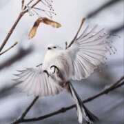 ヒメ日記 2025/03/04 20:45 投稿 らんか 奥鉄オクテツ神奈川店（デリヘル市場グループ）