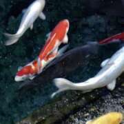 ヒメ日記 2025/03/07 21:41 投稿 らんか 奥鉄オクテツ神奈川店（デリヘル市場グループ）