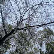 ヒメ日記 2025/04/02 17:14 投稿 らんか 奥鉄オクテツ神奈川店（デリヘル市場グループ）