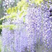 ヒメ日記 2025/04/22 19:57 投稿 らんか 奥鉄オクテツ神奈川店（デリヘル市場グループ）