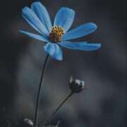 ヒメ日記 2025/05/04 23:36 投稿 らんか 奥鉄オクテツ神奈川店（デリヘル市場グループ）