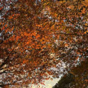 ヒメ日記 2025/11/28 13:20 投稿 はづき 奥鉄オクテツ神奈川店（デリヘル市場グループ）