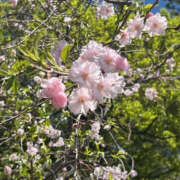 ヒメ日記 2026/04/10 17:16 投稿 はづき 奥鉄オクテツ神奈川店（デリヘル市場グループ）