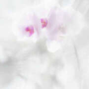 ヒメ日記 2025/01/25 18:08 投稿 あつこ 性腺熟女100％（デリヘル市場）