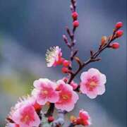 ヒメ日記 2025/02/09 15:27 投稿 あつこ 性腺熟女100％（デリヘル市場）