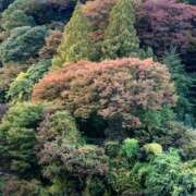 ヒメ日記 2025/11/12 13:39 投稿 あつこ 性腺熟女100％（デリヘル市場）