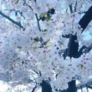 ヒメ日記 2026/04/03 12:13 投稿 あつこ 性腺熟女100％本店（デリヘル市場）