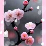 ヒメ日記 2026/03/06 11:32 投稿 いろは 性腺熟女100％（デリヘル市場）