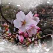 ヒメ日記 2026/03/23 11:53 投稿 いろは 性腺熟女100％本店（デリヘル市場）