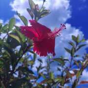 ヒメ日記 2025/05/20 19:36 投稿 こなつ 性腺熟女100％（デリヘル市場）