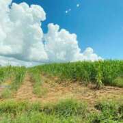 ヒメ日記 2025/07/05 09:06 投稿 こなつ 性腺熟女100％（デリヘル市場）