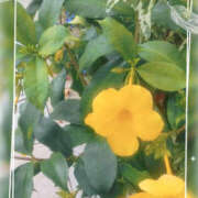 ヒメ日記 2025/08/10 16:18 投稿 こなつ 性腺熟女100％（デリヘル市場）