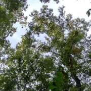 ヒメ日記 2025/03/22 10:48 投稿 かほ 性腺熟女100％（デリヘル市場）