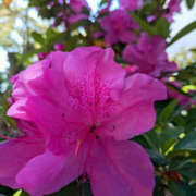 ヒメ日記 2025/05/04 09:41 投稿 かほ 性腺熟女100％（デリヘル市場）