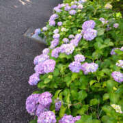 ヒメ日記 2025/06/15 06:16 投稿 かほ 性腺熟女100％（デリヘル市場）