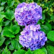 ヒメ日記 2025/06/28 09:38 投稿 かほ 性腺熟女100％（デリヘル市場）