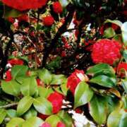 ヒメ日記 2026/02/21 07:57 投稿 かほ 性腺熟女100％本店（デリヘル市場）