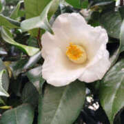 ヒメ日記 2025/03/30 11:58 投稿 あずみ 性腺熟女100％（デリヘル市場）