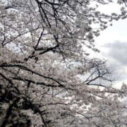 ヒメ日記 2025/04/06 10:17 投稿 あずみ 性腺熟女100％（デリヘル市場）