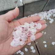 ヒメ日記 2025/04/19 09:33 投稿 あずみ 性腺熟女100％（デリヘル市場）