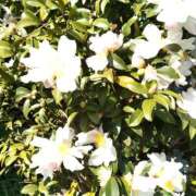 あずみ 　 性腺熟女100％（デリヘル市場）