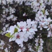 ヒメ日記 2026/03/25 20:31 投稿 あずみ 性腺熟女100％（デリヘル市場）