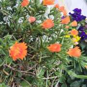 ヒメ日記 2026/03/29 10:41 投稿 あずみ 性腺熟女100％（デリヘル市場）