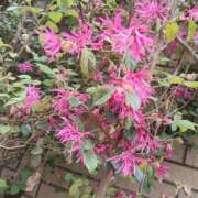 ヒメ日記 2026/03/29 23:05 投稿 あずみ 性腺熟女100％本店（デリヘル市場）