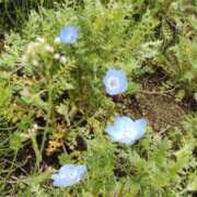 ヒメ日記 2026/04/11 17:00 投稿 あずみ 性腺熟女100％本店（デリヘル市場）