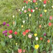 ヒメ日記 2026/04/12 09:25 投稿 あずみ 性腺熟女100％本店（デリヘル市場）