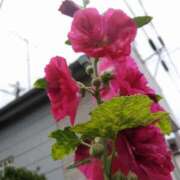 ヒメ日記 2026/05/23 09:25 投稿 あずみ 性腺熟女100％本店（デリヘル市場）
