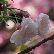 ヒメ日記 2025/03/26 13:42 投稿 ひとみ 性腺熟女100％（デリヘル市場）