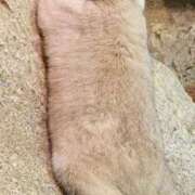 ヒメ日記 2025/03/17 10:47 投稿 ゆの 池袋風俗　池袋いきなりビンビン伝説