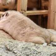 ヒメ日記 2025/03/28 10:44 投稿 ゆの 池袋風俗　池袋いきなりビンビン伝説