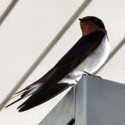 ヒメ日記 2025/04/26 10:48 投稿 ゆの 池袋風俗　池袋いきなりビンビン伝説