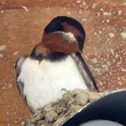 ヒメ日記 2025/05/11 14:37 投稿 ゆの 池袋風俗　池袋いきなりビンビン伝説