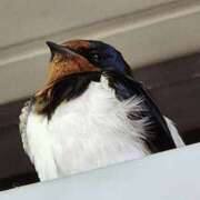 ヒメ日記 2025/05/20 10:48 投稿 ゆの 池袋風俗　池袋いきなりビンビン伝説