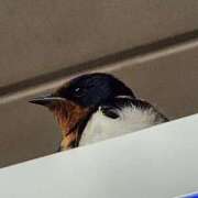 ヒメ日記 2025/05/27 10:23 投稿 ゆの 池袋風俗　池袋いきなりビンビン伝説