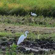 ヒメ日記 2025/09/09 10:55 投稿 ゆの 池袋風俗　池袋いきなりビンビン伝説