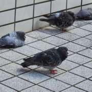 ヒメ日記 2025/09/29 12:06 投稿 ゆの 池袋風俗　池袋いきなりビンビン伝説