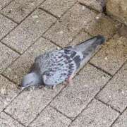 ヒメ日記 2025/10/04 11:05 投稿 ゆの 池袋風俗　池袋いきなりビンビン伝説