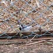 ヒメ日記 2025/11/01 10:55 投稿 ゆの 池袋風俗　池袋いきなりビンビン伝説