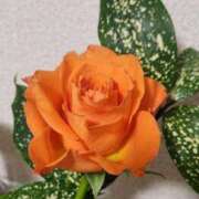 ゆの 伝説との出会い……日記💪👀 池袋風俗　池袋いきなりビンビン伝説