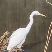 ヒメ日記 2026/01/19 15:12 投稿 ゆの 池袋風俗　池袋いきなりビンビン伝説
