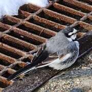 ヒメ日記 2026/02/01 12:16 投稿 ゆの 池袋風俗　池袋いきなりビンビン伝説