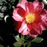 ヒメ日記 2025/01/04 10:26 投稿 真理 上野人妻城