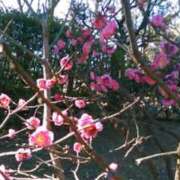 ヒメ日記 2025/02/12 10:12 投稿 真理 上野人妻城