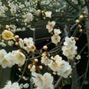 ヒメ日記 2025/02/17 16:38 投稿 真理 上野人妻城