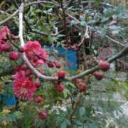 ヒメ日記 2025/02/20 11:00 投稿 真理 上野人妻城